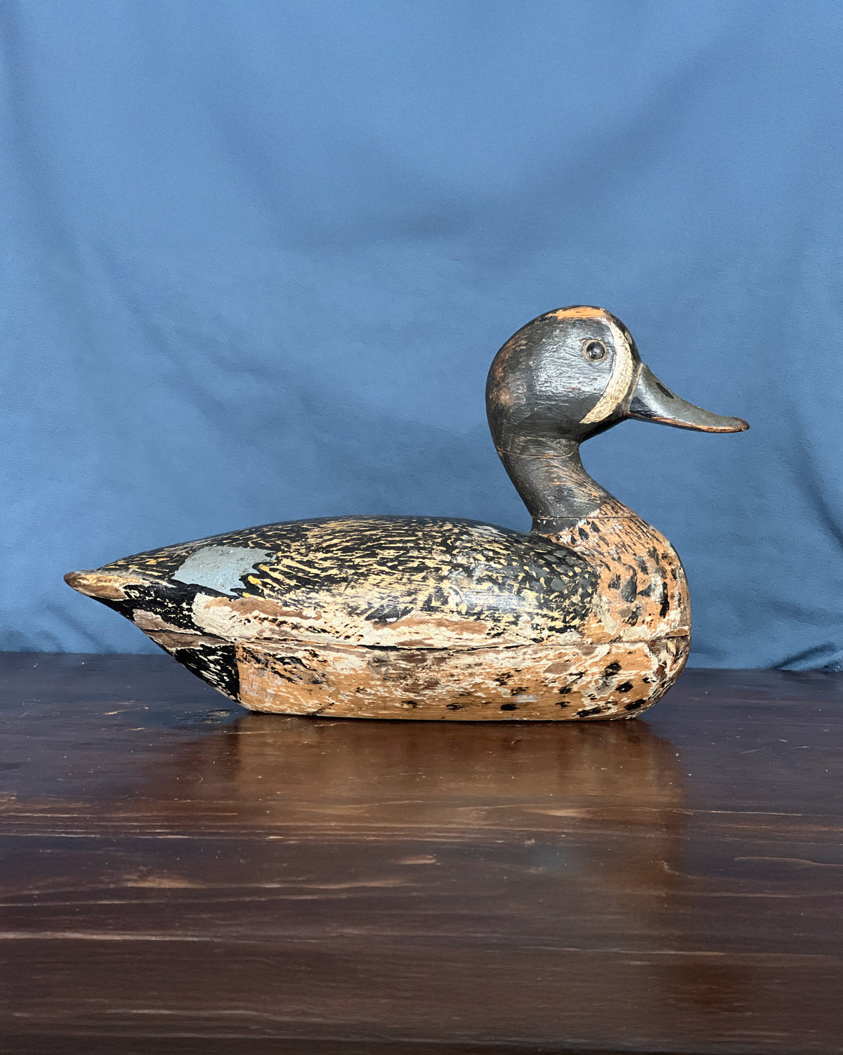 Unknown Blue-Winged Teal - Contributed By Scott Whittington